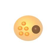 fat-cells-1 Fat Cell Stage 1