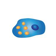 fat-cells-2 Fat Cells 2